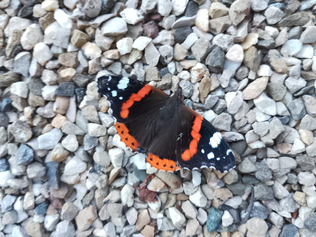 Papillon Vulcain